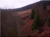 NO7078 : Cleared Forestry Near Burn by Dominic Dawn Harry and Jacob Paterson
