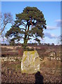 Westerton Standing Stone and Scots Pine