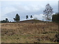 Looking east from Wishmoor Bottom