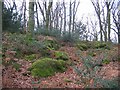 Forest floor, Sallochy