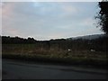 Looking towards Church Farm