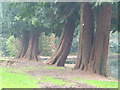 Sequoias at Holne Park