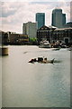 Cormorants in Limehouse Basin