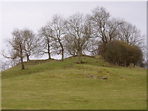 SJ1852 : Hillock with trees by Eirian Evans