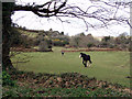 Horses in field near Nancledra