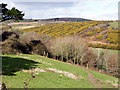 Gorse blooming near Boskennal Mill