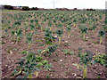 Calabrese in fields near Treassowe