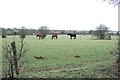 Fields and Horses