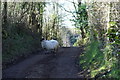 Sheep on a Track on Pardlestone Hill