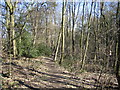 Chesham Bois: Market Reading Wood