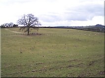 SO7014 : Sheep Pasture near Broughtons by Bob Embleton
