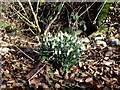 Snowdrops in Steps Hill Wood