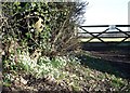 Snowdrops on Binbury Lane