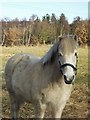 Horse at Buck Wood, Thackley