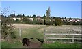 Dog walks in Cherry Orchard on the flood plain of the Duck Brook