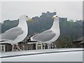 Dover (Kent) - Castle and seagulls