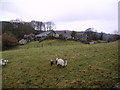 SD4293 : Sheep and Lambs by Michael Graham