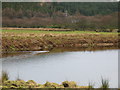 Mallard ducks on trout pond, Rhonadale.