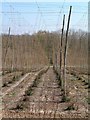 Hop Garden near Witherenden