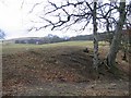 Farmland, East Mains.