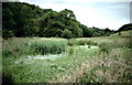 Water meadow by the Mouse Water