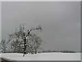 Snow covered trees in Cameron House Estate.