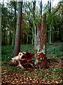 Old Tree, Frithsden Woods