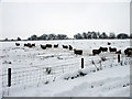 Sheep at Greenknowes