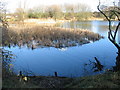 Fishing lake at Stanford-le-Hope