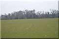 Field Near Temple Cloud