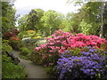 Rhododendrons at Johnston Gardens