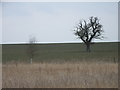 Between Stoke Talmage and Little Haseley