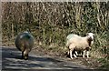 Sheep on the Road