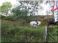 Horses above Milton Morenish