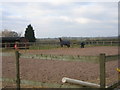 Horses at Knowl Fields Barn Farm