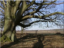 SU3504 : Old oak on the edge of Penny Moor, New Forest by Jim Champion