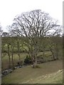 Tree at SE043470, Silsden