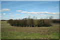 Copse near Wombwell Wood