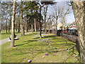 Trees and crocuses in Avery Hill Park, Eltham, Kent