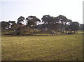 Rocky Copse with Scots Pines on Top.