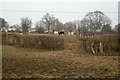 Fields south of Braishfield