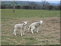 Lambs at Windmill Hill