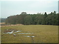 Woodland on the Dunsinnan estate