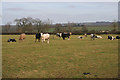SK7522 : Leicestershire cows by Kate Jewell