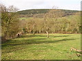 Towards Hope Wood