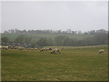 SP4250 : Sheep at Shooter's Hill by David Stowell