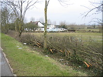 SP4253 : Hedge Laying by David Stowell