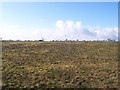 Paythorne Moor