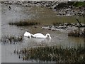 Swans in the creek