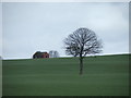 Lone tree on Chevet farmland.